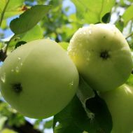 Саженец Яблоня Белый Налив